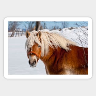 Belgian Horse In Winter Sticker